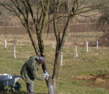 Čemu plavo prskanje i krečenje stabla