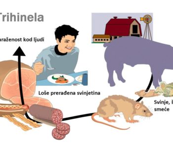 Obavijest o pregledu svinjskog mesa na trihinelu