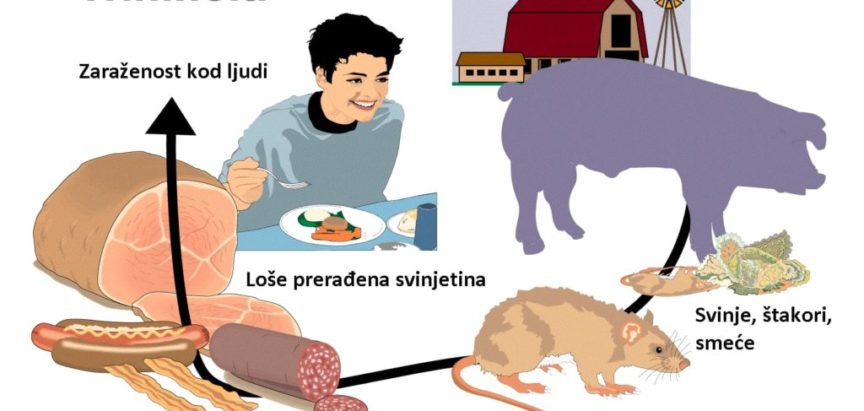 Obavijest o pregledu svinjskog mesa na trihinelu