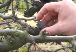 Jesenski radovi u voćnjaku: Preporučljivo je odstranjivanje mumija i prorahljivanje tla