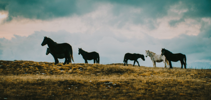 Divlji livanjski konji bez zaštite, kasape ih, kradu i prodaju