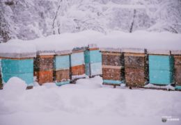 PČELINJAK U SIJEČNJU: Izbjegavajte nepotrebno otvaranje košnice