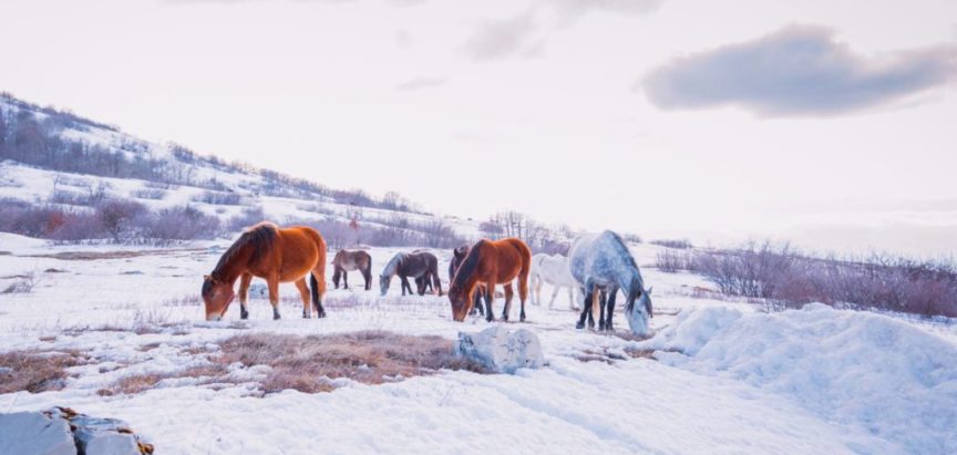 BIHAMK: Na magistralnom putu Livno-Šujica učestali izlasci divljih konja na kolnik