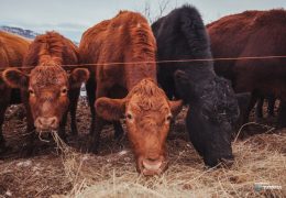 Obavijest za prijavu promjene podataka iz registra poljoprivrednih gospodarstava i registra klijenata