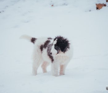 SEMA VET: Obavijest o obveznom cijepljenju pasa u općini Prozor-Rama