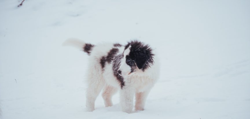 SEMA VET: Obavijest o obveznom cijepljenju pasa u općini Prozor-Rama