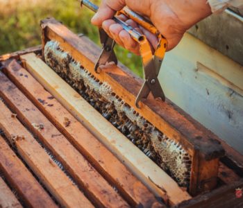 Zašto je neophodan proljetni pregled pčelinjaka, vrijeme je za najopasnijeg parazita pčela