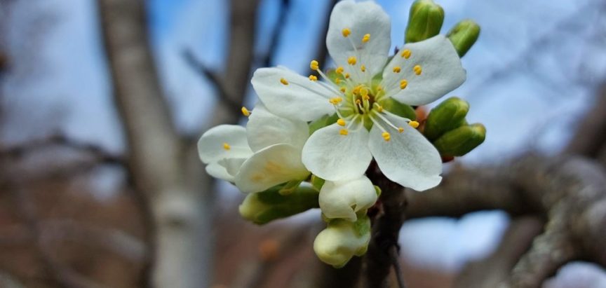 Voće počelo cvjetati u veljači, a do sredine travnja opasnost od mraza