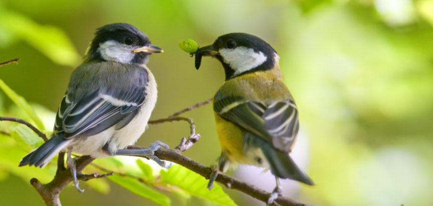 Ptice su neprijatelji poljoprivrednih štetnika, a sve ih je manje
