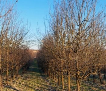 Zašto je važno osloboditi vrhove krošnji šljiva