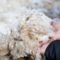 Kako ovčju vunu koristiti kao gnojivo i malč