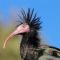 NE SLAŽU SE S POLICIJOM: Udruga “Biom” tvrdi kako ćelavi ibis nije uginuo od moždanog udara