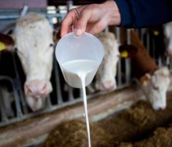 POJEFTINJENJE MOGUĆE TEK DOGODINE: Mljekari u FBIH najavljuju obustavu isporuke mlijeka