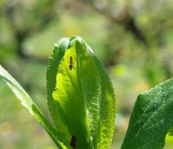 Zaštitite šljivu od osica, kako ih suzbiti