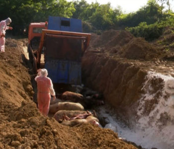 Milijunske štete od afričke kuge svinja izazivaju paniku među farmerima