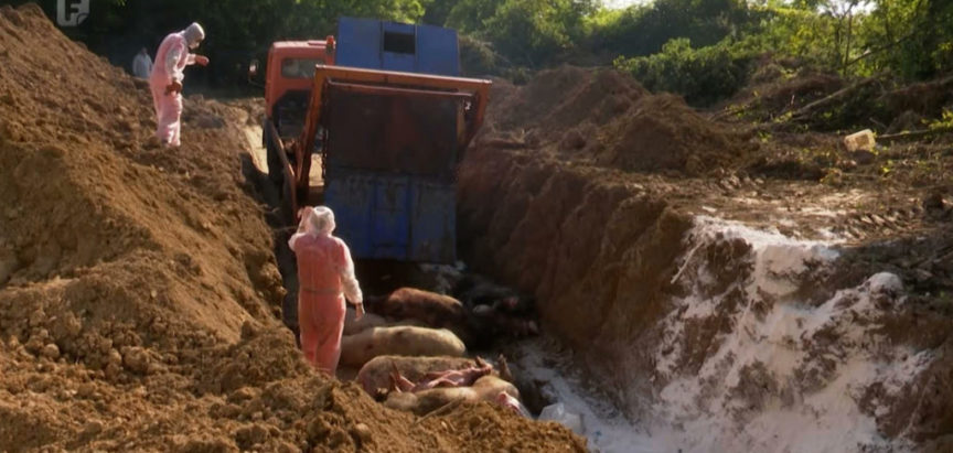 Milijunske štete od afričke kuge svinja izazivaju paniku među farmerima
