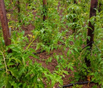 Kako i kada zakidati zaperke i listove za uspješan uzgoj rajčice