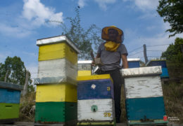 Pčelari ne miruju ni u prosincu: Najveći neprijatelj pčela zimi nije hladnoća, već vlaga