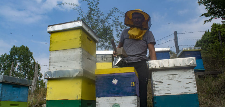Pčelari ne miruju ni u prosincu: Najveći neprijatelj pčela zimi nije hladnoća, već vlaga