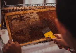 Pčelarima prijete klimatske promjene, pesticidi i uvoz patvorina