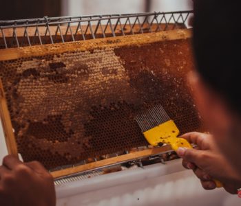 Pčelarima prijete klimatske promjene, pesticidi i uvoz patvorina