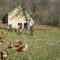 Obitelj Vidović na svojoj otvorenoj farmi koka proizvede dnevno više od 1600 jaja