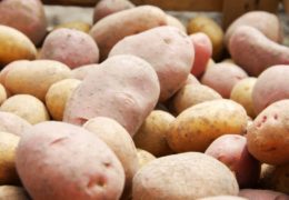 Stare i nove sorte krumpira, koje prve prispijevaju, a koje su ukusnije