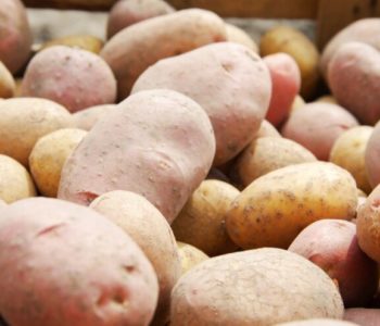 Stare i nove sorte krumpira, koje prve prispijevaju, a koje su ukusnije