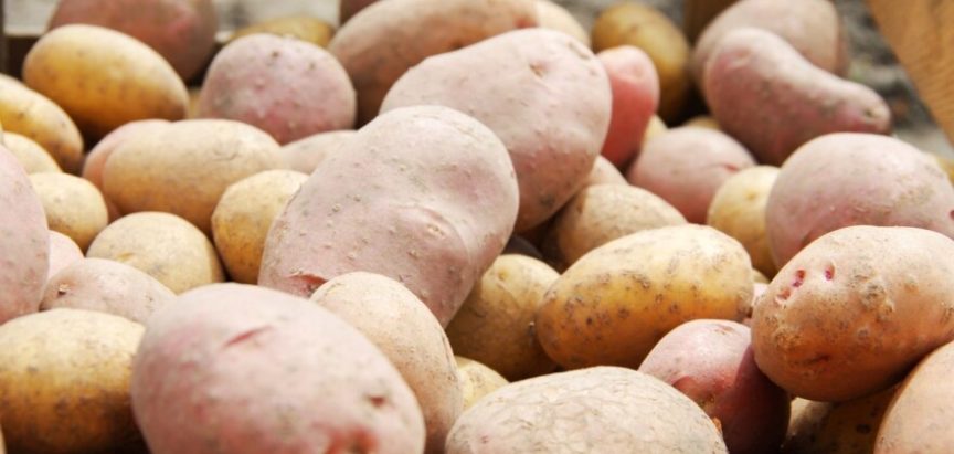 Stare i nove sorte krumpira, koje prve prispijevaju, a koje su ukusnije