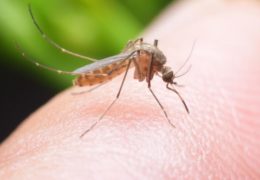 Europi prijete malarija i denga groznica