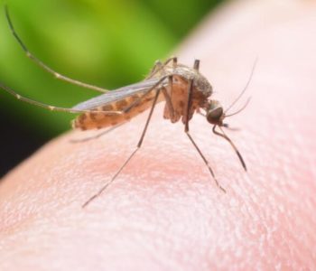 Europi prijete malarija i denga groznica