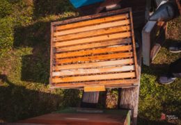 Tko i u kojim uvjetima nadoknađuje štetu nastalu koju prouzroči divljač