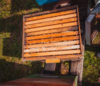 Tko i u kojim uvjetima nadoknađuje štetu nastalu koju prouzroči divljač