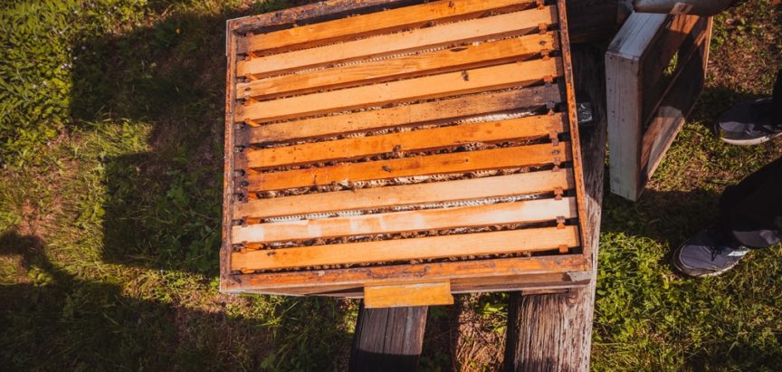 Tko i u kojim uvjetima nadoknađuje štetu nastalu koju prouzroči divljač