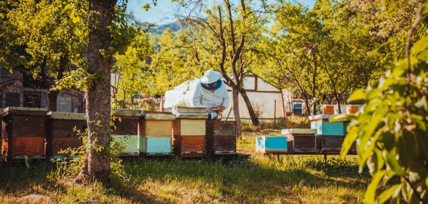 BiH izvezla 847 kg meda, uvezla 150 tisuća, potrošače ugrožava krivotvoreni med