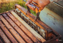 Ožujak je ključan za pčelare: Evo što provjeriti nakon zime