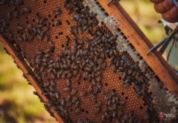 KAMPANJA “BEE FRIENDS”: Prijatelji pčela