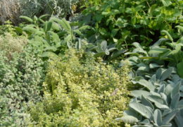 Pronađite mjesta za ljekovito bilje, poslužit će i vašem, ali i zdravlju vrta