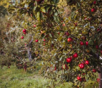 HNŽ: Obavijest o prijavi plana proizvodnje za ostvarivanje poticaja HNŽ: Obavijest o prijavi plana proizvodnje za ostvarivanje poticaja