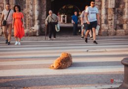 DERATIZACIJA U HNŽ-u: Otrovni mamci na javnim površinama, posebno upozorenje vlasnicima ljubimaca