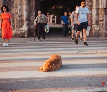 DERATIZACIJA U HNŽ-u: Otrovni mamci na javnim površinama, posebno upozorenje vlasnicima ljubimaca