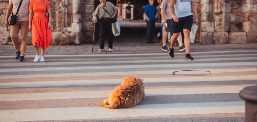 DERATIZACIJA U HNŽ-u: Otrovni mamci na javnim površinama, posebno upozorenje vlasnicima ljubimaca