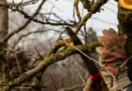 Kada i kako se provodi pomlađivanje voćaka za veću rodnost