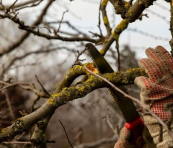 Kada i kako se provodi pomlađivanje voćaka za veću rodnost