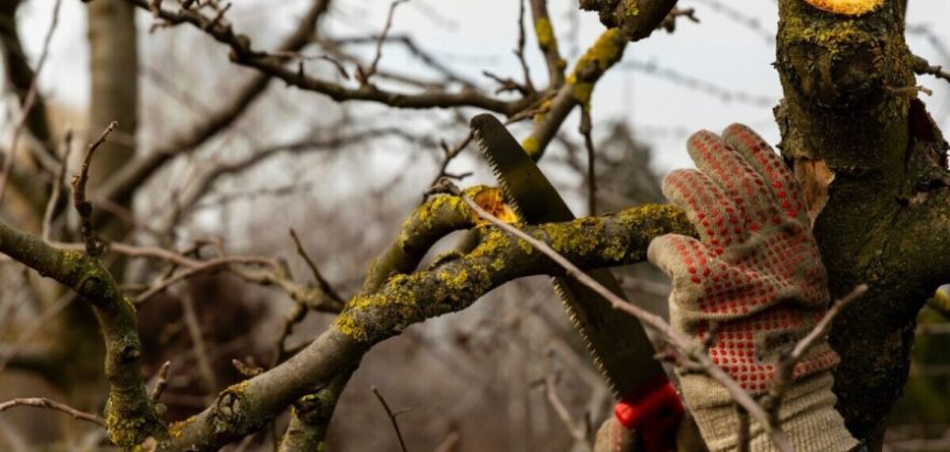 Kada i kako se provodi pomlađivanje voćaka za veću rodnost