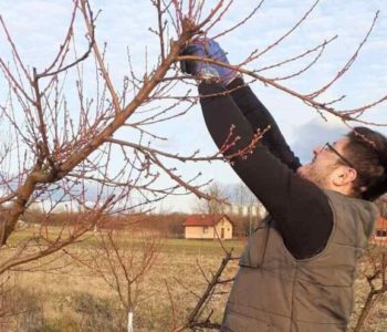 Rezidba voćaka: “Stablo mora biti prozračno, da ptica može proletjeti kroz njega”