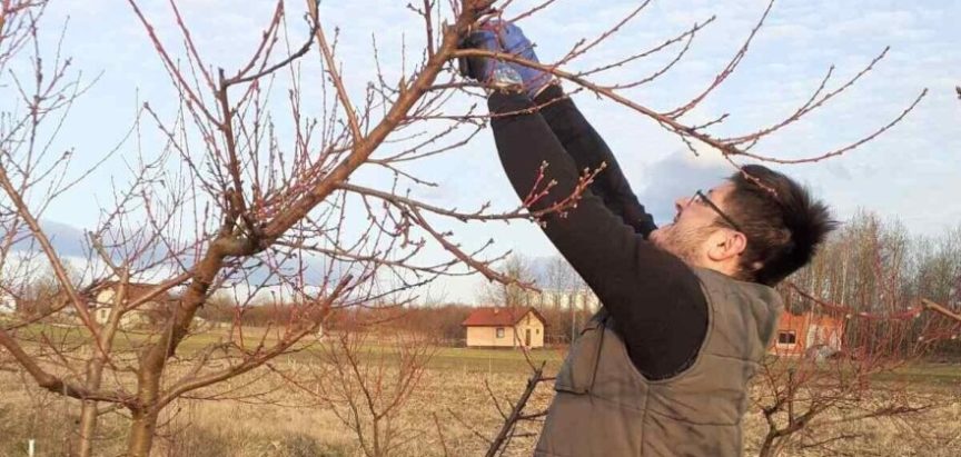 Rezidba voćaka: “Stablo mora biti prozračno, da ptica može proletjeti kroz njega”