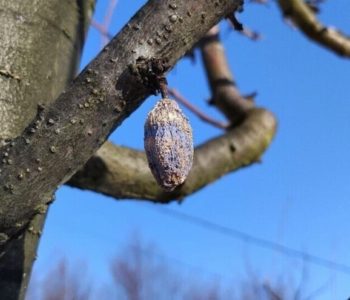 Uklonite mumije sa stabala, poželjno je i krečenje prije proljeća
