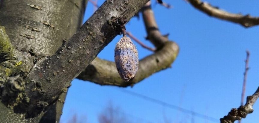 Uklonite mumije sa stabala: Poželjno je i krečenje prije proljeća