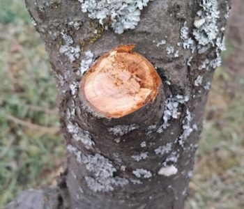 Stabla šljiva oboljela od monilije mogu se izliječiti, evo kako!